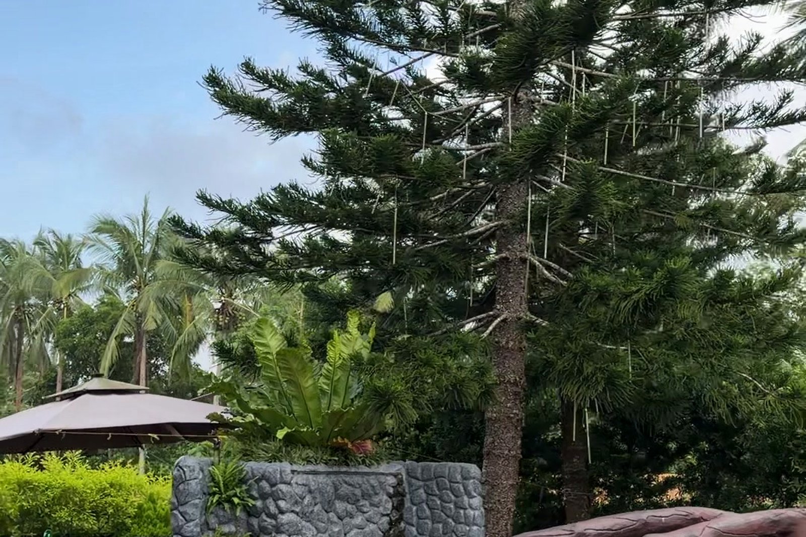 Garden path with tropical ferns and pine trees