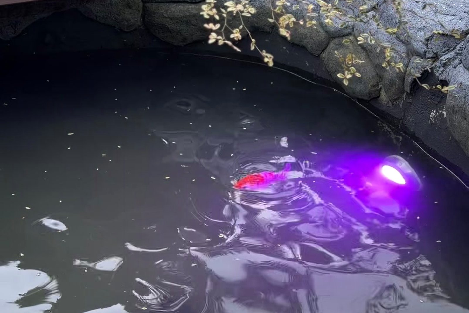 Koi pond glowing with accent lighting at night